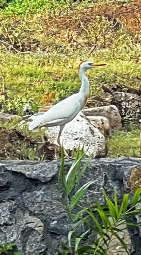 Photo of the Day: Egret Walking